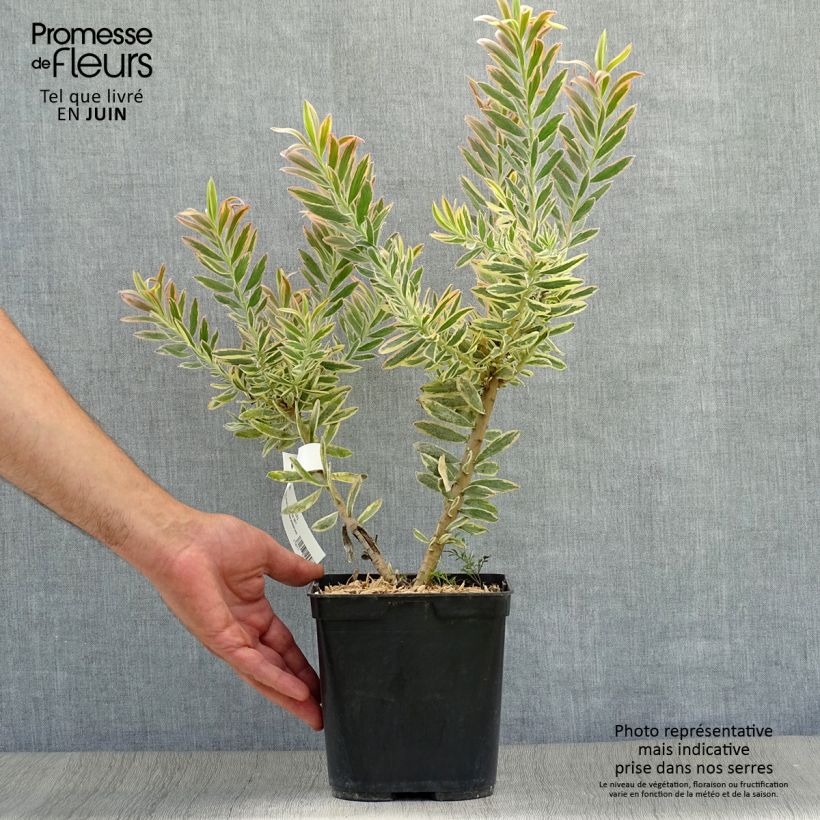 Leucadendron Safari Sunshine - Conebush 3L/4L potShipped height around 30+cm sample as delivered in summer