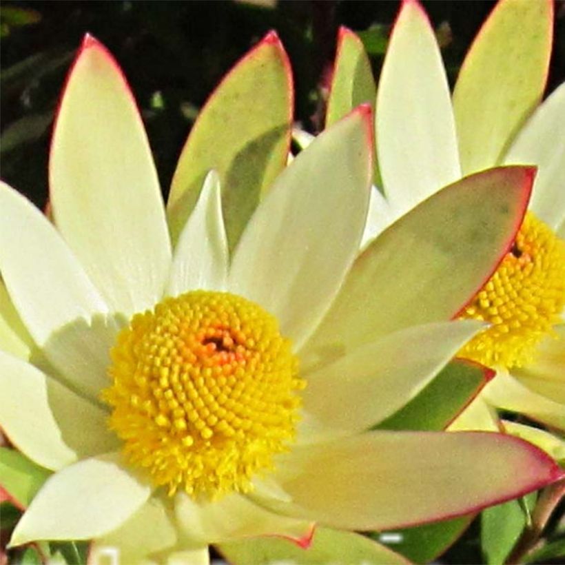 Leucadendron Sundance - Conebush (Flowering)