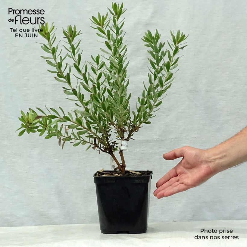 Leucadendron Sundance - Conebush 3L/4L potShipped height around 30/40cm sample as delivered in summer