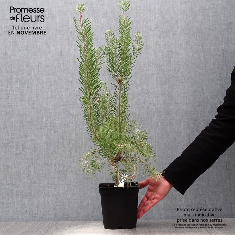 Leucadendron galpinii Carlin - Conebush 3L/4L pot sample as delivered in autumn