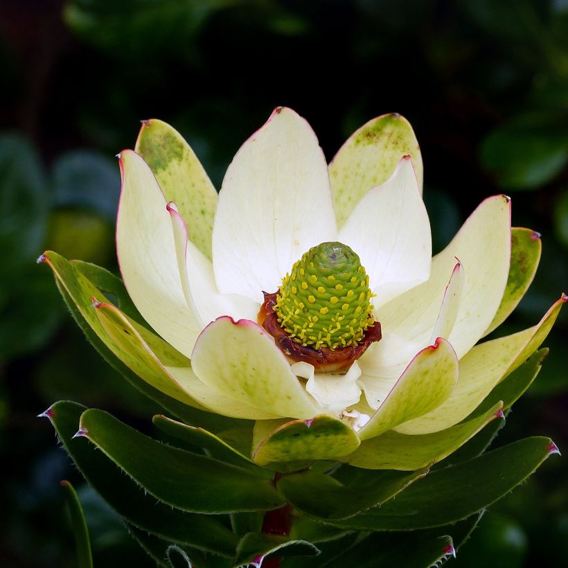 Leucadendron Inca Gold - Conebush (Flowering)