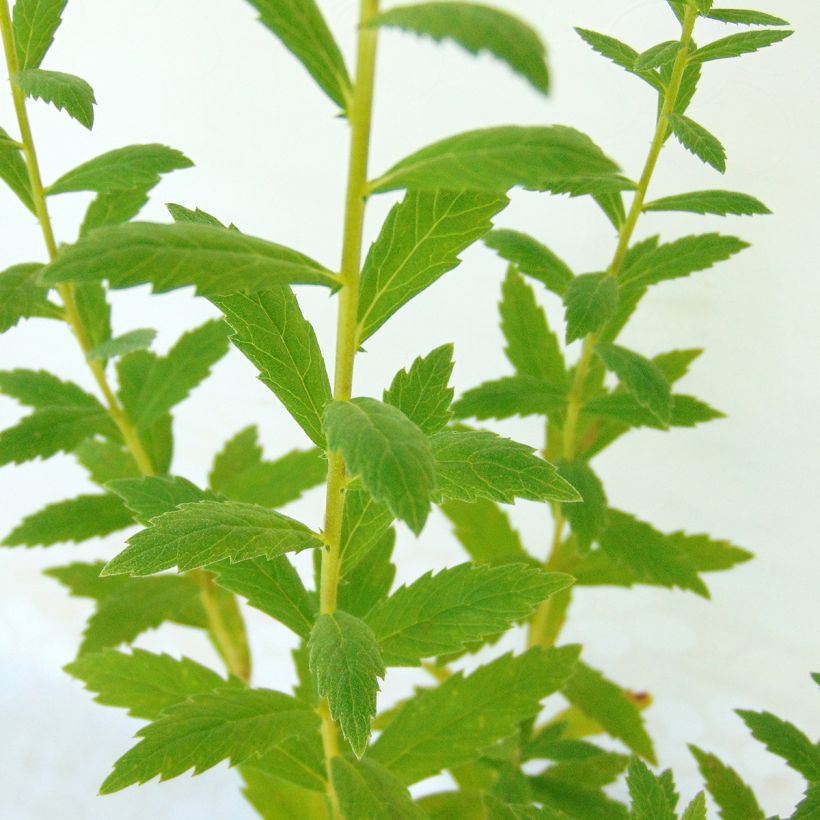 Leucanthemella serotina (Foliage)