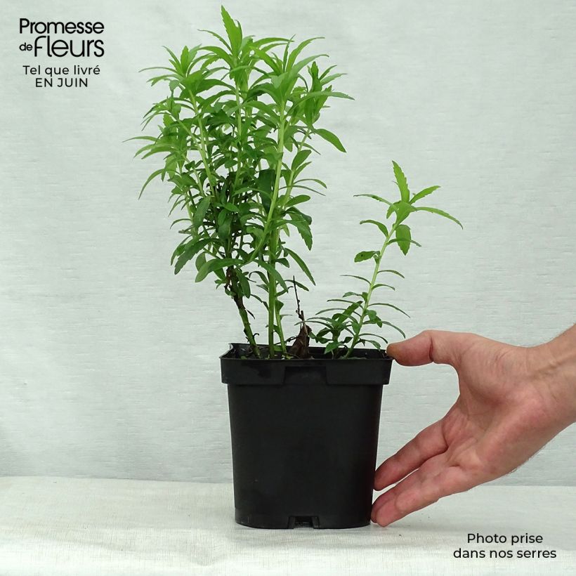 Leucanthemella serotina - Grande marguerite d'automne en pot de 2/3 litres sample as delivered in summer