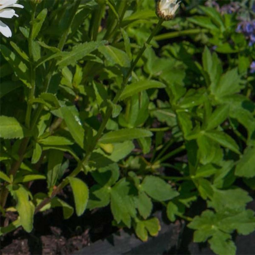 Leucanthemum superbum Kings Crown - Shasta Daisy (Foliage)