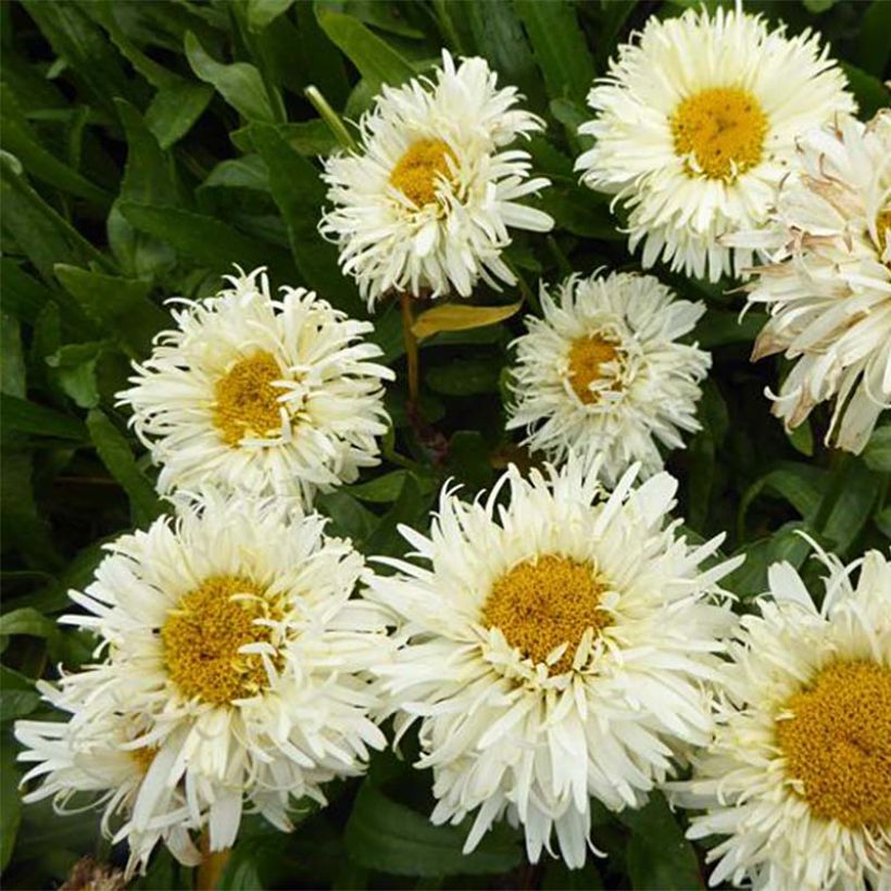 Leucanthemum superbum Kings Crown - Shasta Daisy (Flowering)