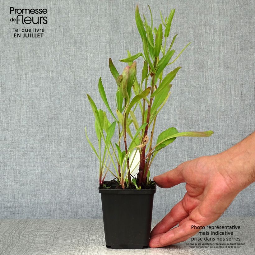 Leucanthemum superbum Polaris - Shasta Daisy 8/9 cm pot sample as delivered in summer