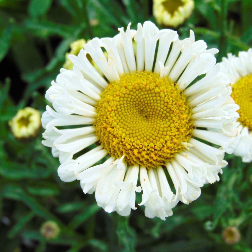 Leucanthemum superbum Real Neat - Shasta Daisy (Flowering)