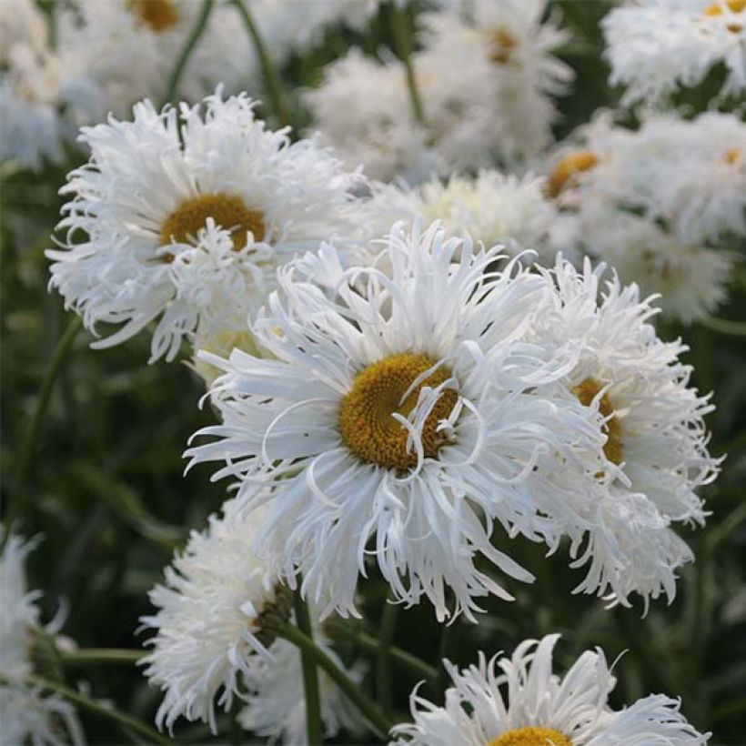 Leucanthemum superbum Shapcott Ruffles - Shasta Daisy (Flowering)