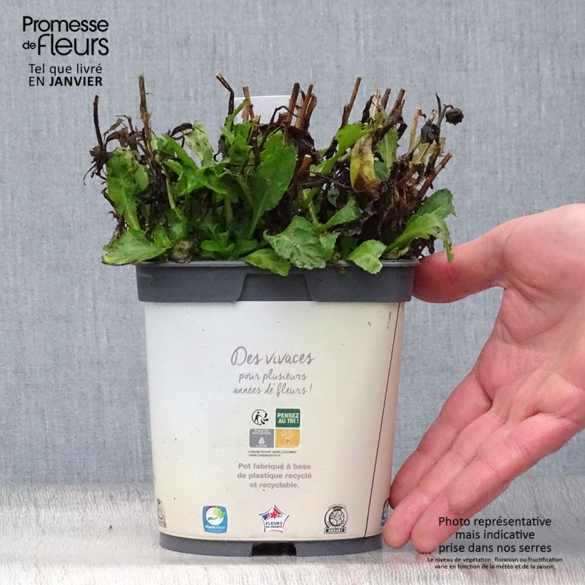 Leucanthemum Snow Lady - Grande Marguerite naine en pot de 2/3 L Pot de 2L/3L sample as delivered in winter