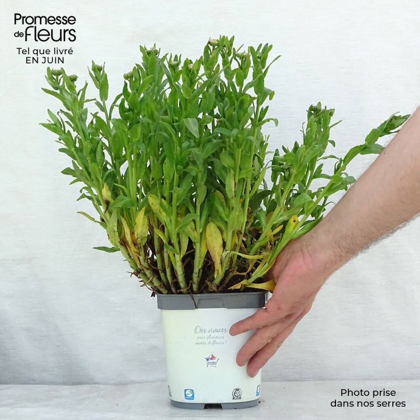 Leucanthemum superbum Snow Lady - Shasta Daisy 2L/3L pot sample as delivered in summer