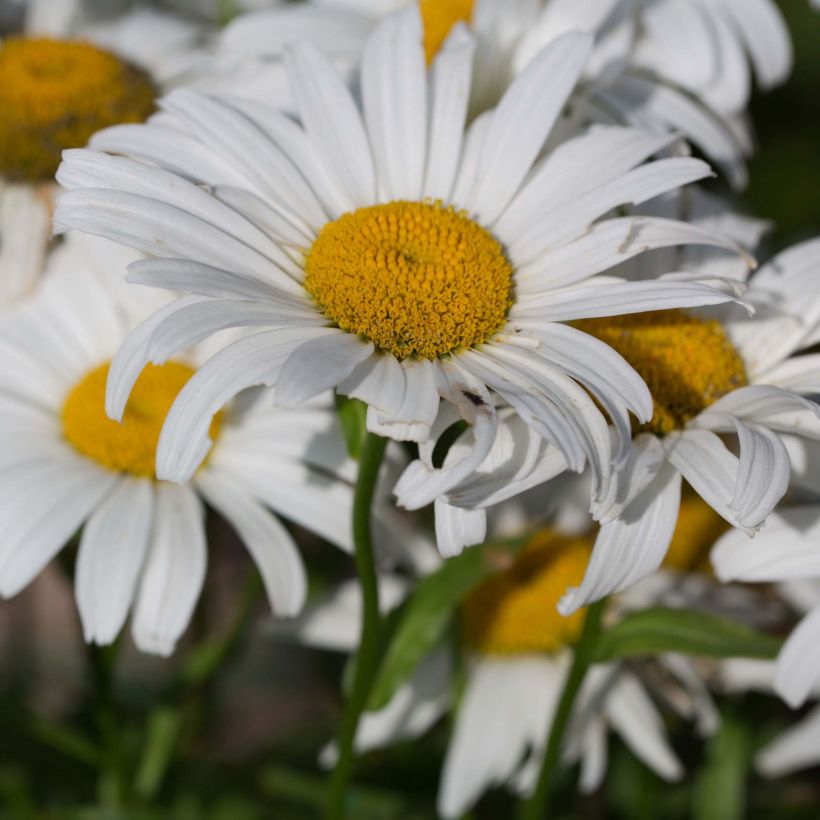 Leucanthemum superbum Snow Lady - Shasta Daisy (Flowering)