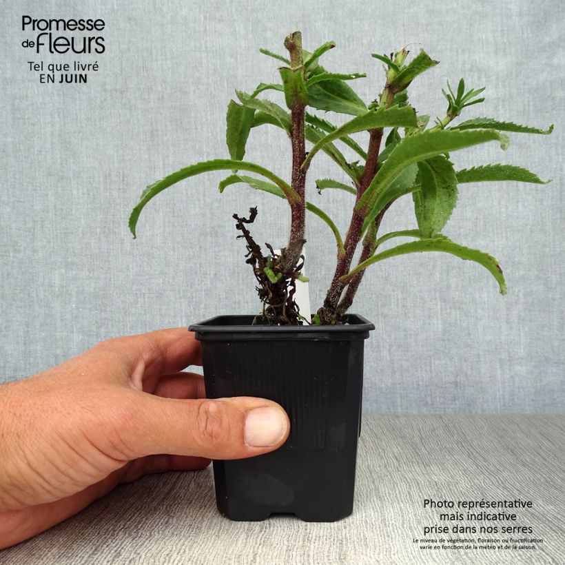 Leucanthemum superbum Victorian Secret - Shasta Daisy 8/9 cm pot sample as delivered in summer
