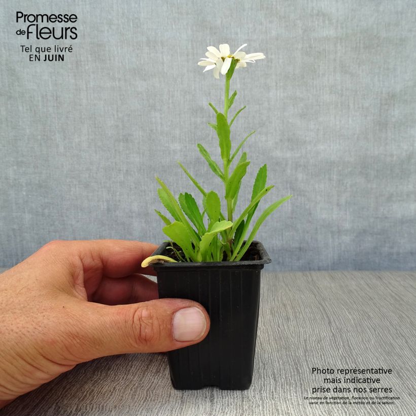 Leucanthemum superbum Etoile dAnvers - Shasta Daisy 7/8 cm pot sample as delivered in summer