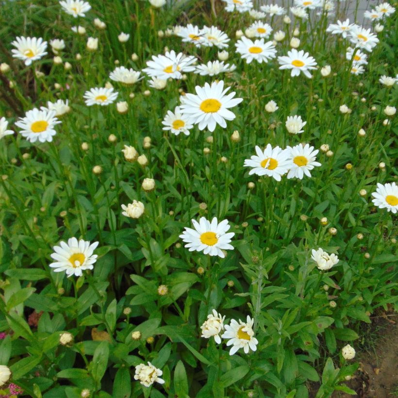 Leucanthemum superbum Becky - Shasta Daisy (Flowering)
