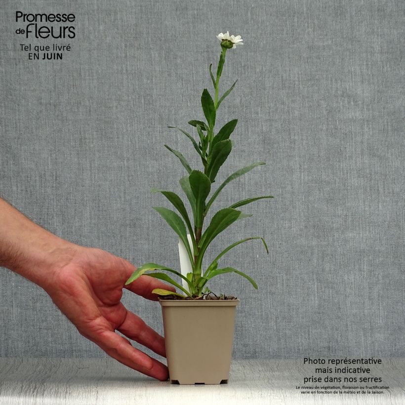 Leucanthemum superbum Becky - Shasta Daisy 8/9 cm pot sample as delivered in summer