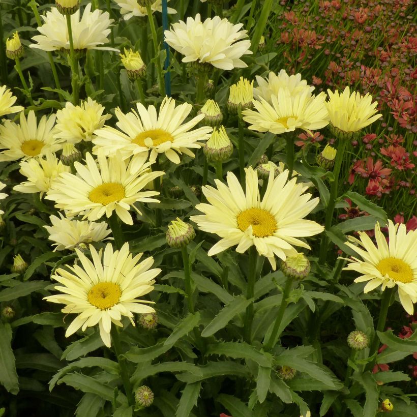 Leucanthemum superbum Broadway Lights - Shasta Daisy (Flowering)