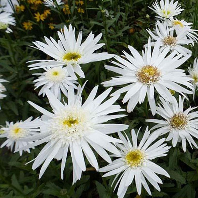 Leucanthemum superbum Christine Hagemann - Shasta Daisy (Flowering)