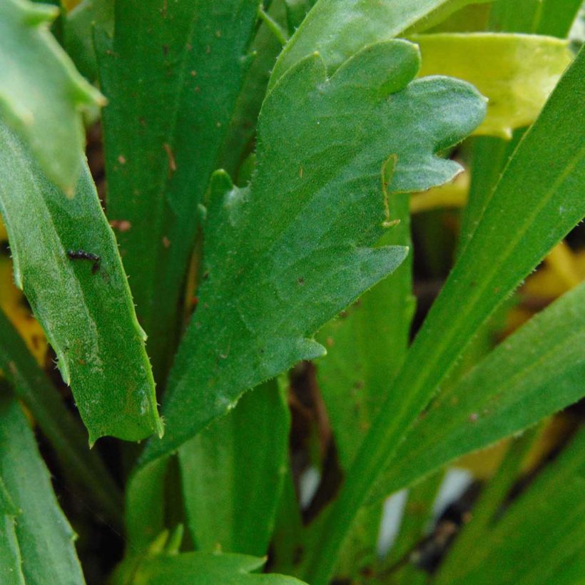 Leucanthemum superbum Engelina - Shasta Daisy (Foliage)