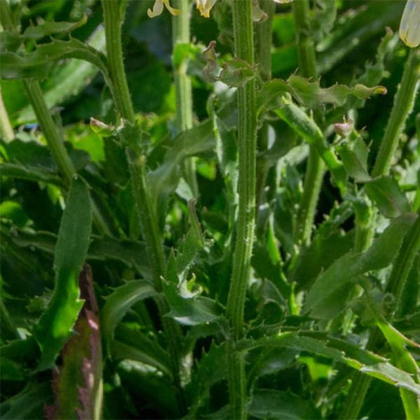 Leucanthemum superbum Goldfinch - Shasta Daisy (Foliage)