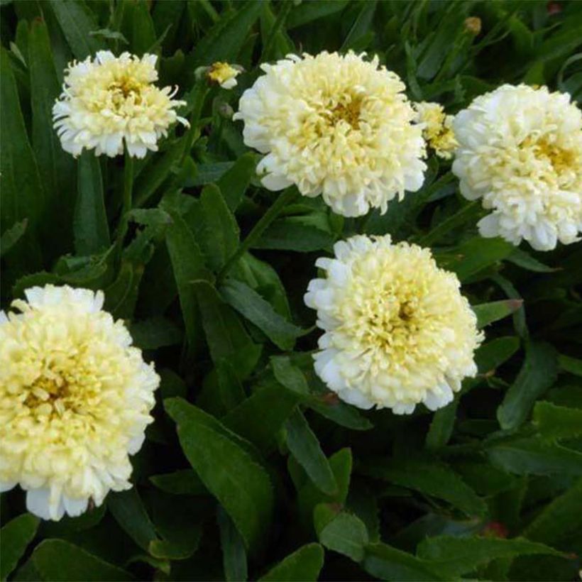 Leucanthemum superbum Luna - Shasta Daisy (Flowering)