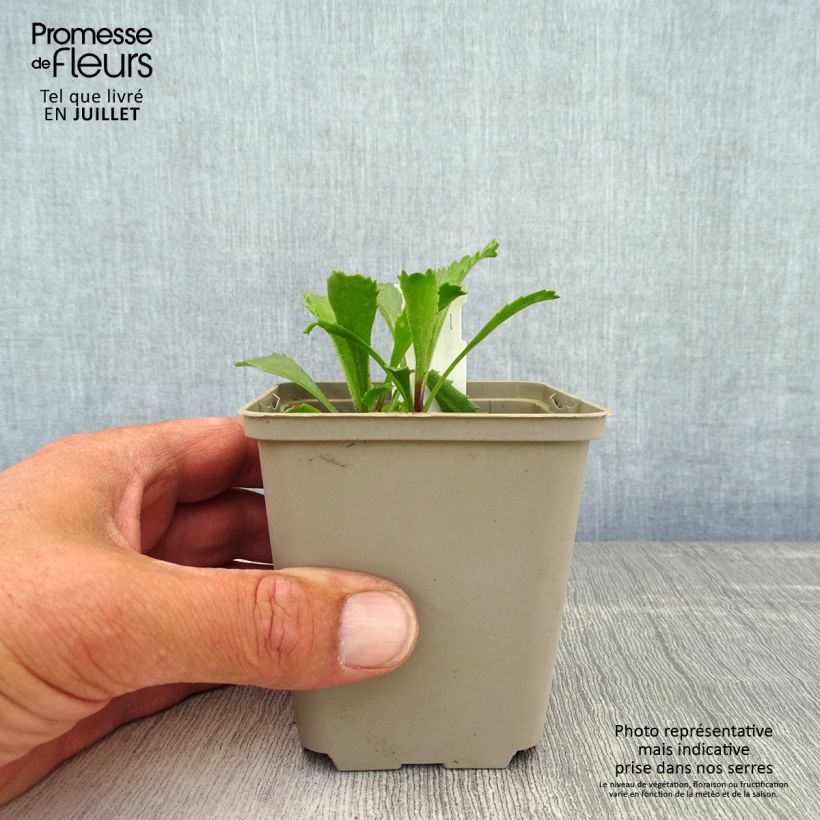 Leucanthemum superbum Real Galaxy - Shasta Daisy 8/9 cm pot sample as delivered in summer