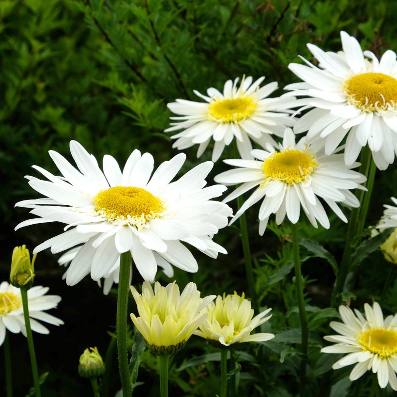 Leucanthemum superbum Real Glory - Shasta Daisy (Flowering)