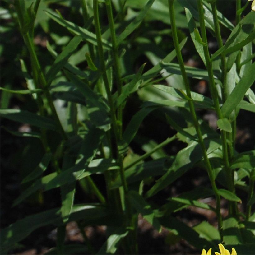 Leucanthemum superbum Sonnenschein - Shasta Daisy (Foliage)