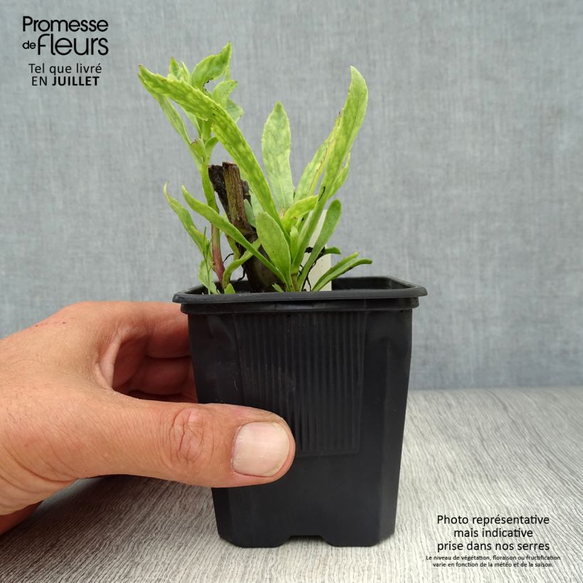 Leucanthemum superbum Sonnenschein - Shasta Daisy 8/9 cm pot sample as delivered in summer