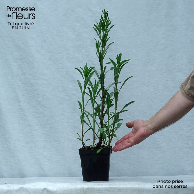 Leucanthemum superbum Wirral Supreme - Shasta Daisy 2L/3L pot sample as delivered in summer