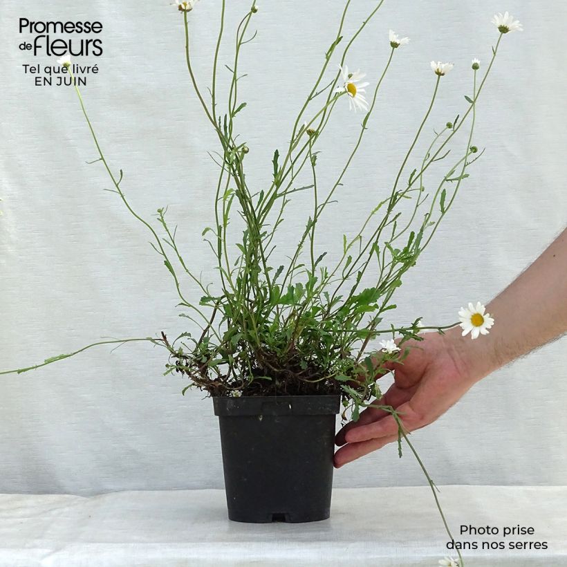 Leucanthemum vulgare - Marguerite commune. Pot de 2/3 L sample as delivered in summer