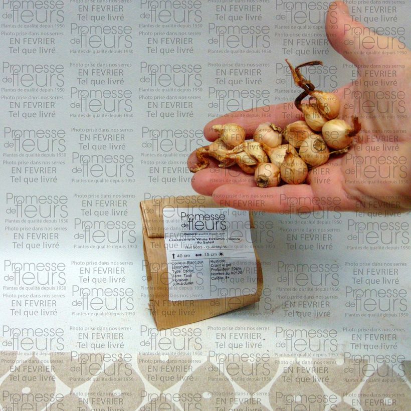 Example of Leucocoryne White Dream - Glory-of-the-sun Bulb size 5+ specimen as delivered