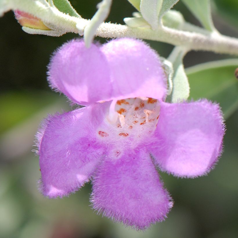Leucophyllum frutescens (Flowering)