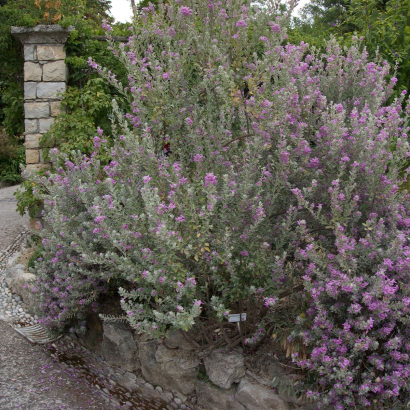 Leucophyllum frutescens (Plant habit)