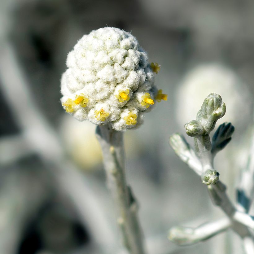 Leucophyta brownii  - Cushion Bush (Flowering)