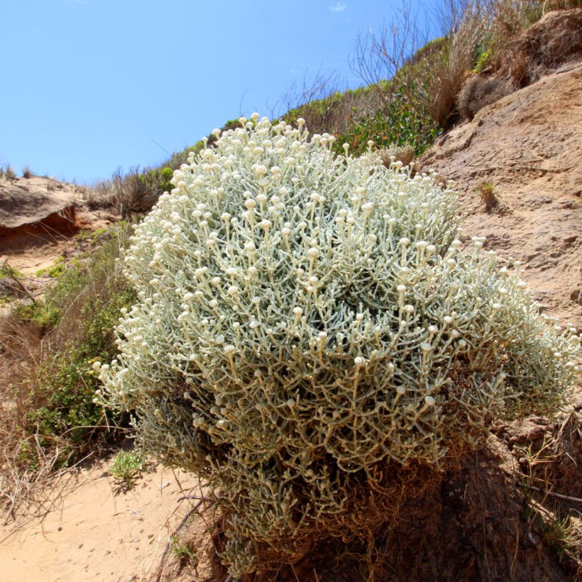 Leucophyta brownii  - Cushion Bush (Plant habit)