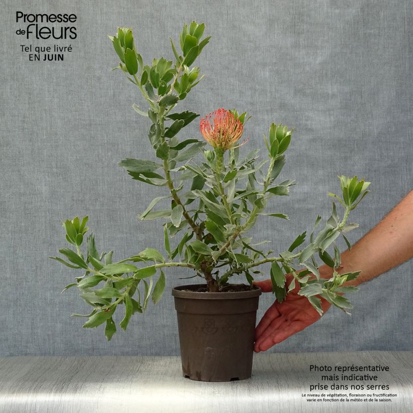 Leucospermum cordifolium Carnival Red 2L/3L pot sample as delivered in summer
