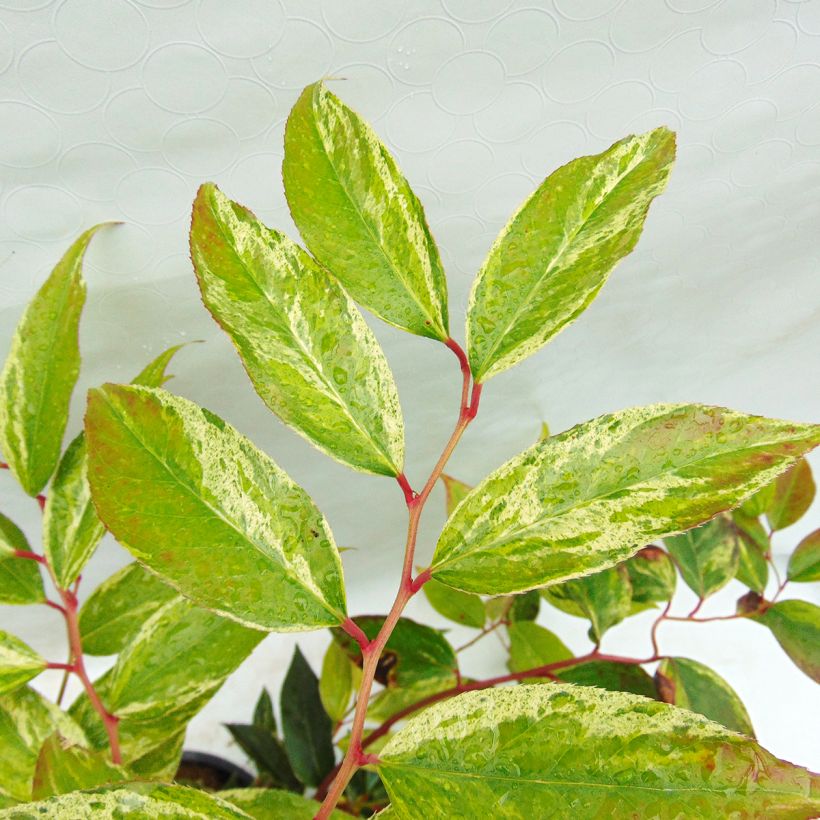 Leucothoe fontanesiana Rainbow (Foliage)