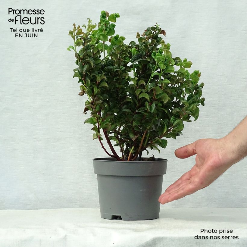 Leucothoe axillaris Curly Red 2L/3L pot sample as delivered in summer