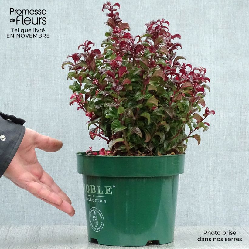 Leucothoe axillaris Twisting Red Pot de 3L/4L sample as delivered in autumn