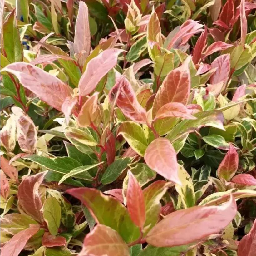 Leucothoe fontanesiana Color Diamond (Foliage)