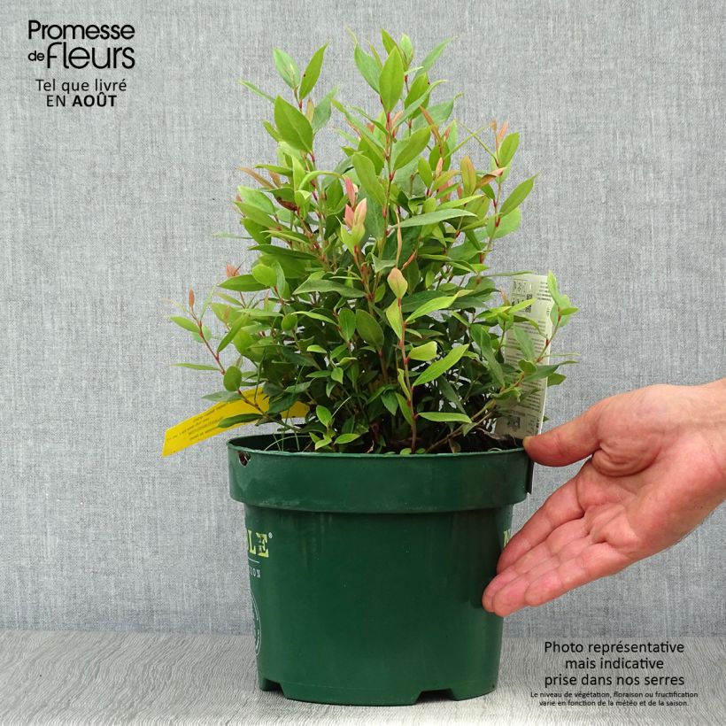 Leucothoe fontanesiana Little Flames 2L/3L pot sample as delivered in summer