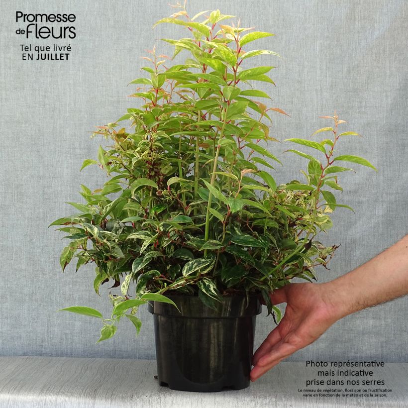 Leucothoe fontanesiana Makijaz 3L/4L pot sample as delivered in summer