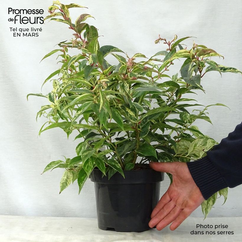 Leucothoe fontanesiana Rainbow en pot de 2/3L sample as delivered in spring