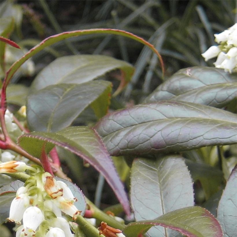 Leucothoe fontanesiana Scarletta (Foliage)