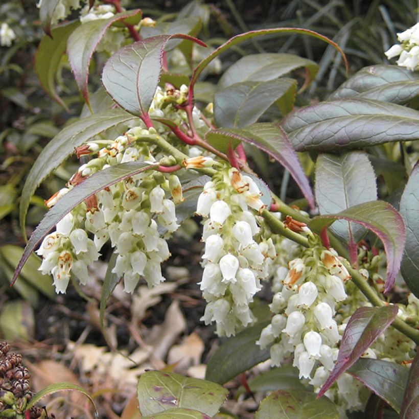 Leucothoe fontanesiana Scarletta (Flowering)