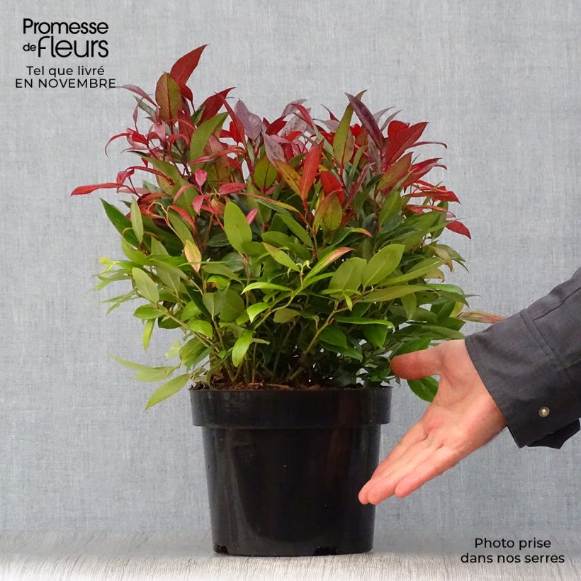 Leucothoe fontanesiana Scarletta en pot de 3L sample as delivered in autumn