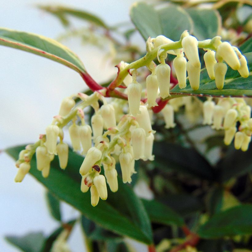 Leucothoe fontanesiana Whitewater (Flowering)