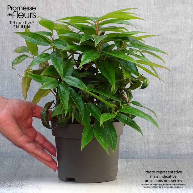 Leucothoe fontanesiana Zebonard 2L/3L pot sample as delivered in summer