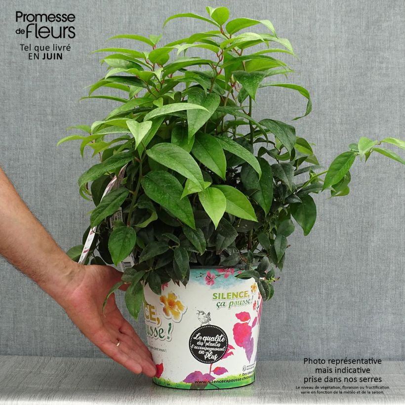 Leucothoe fontanesiana Dark Diamond 4L/5L pot sample as delivered in summer