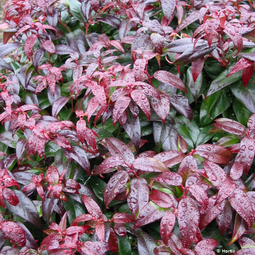 Leucothoe fontanesiana Dark Diamond (Foliage)